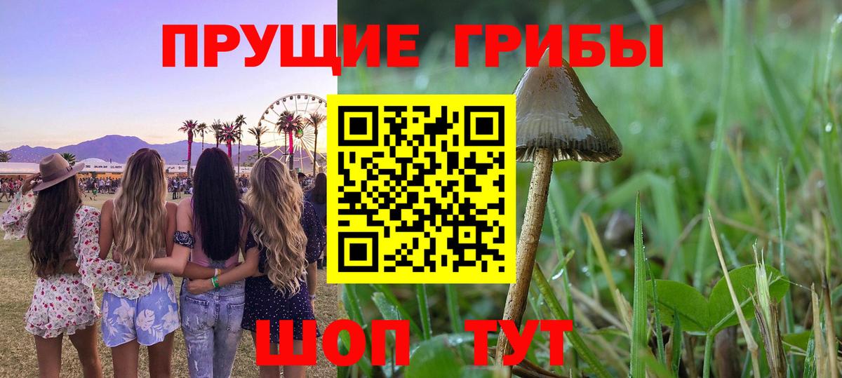 Псилоцибиновые грибы Cubensis Ревда